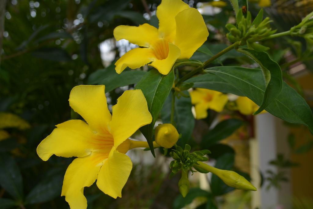 La Perla Holiday Apartments Pereybere Beach Luaran gambar